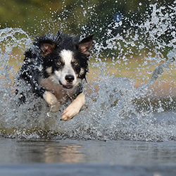 Border Collie