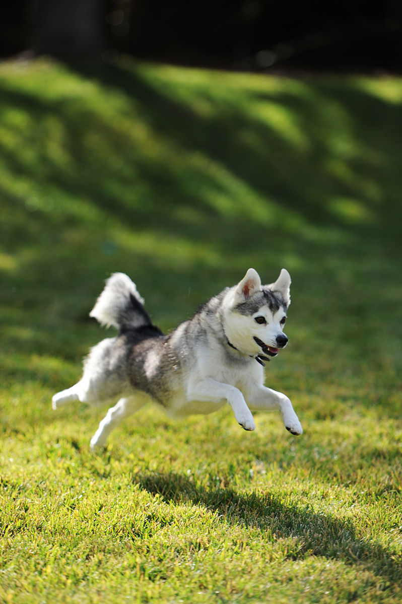 Alaskan Klee Kai