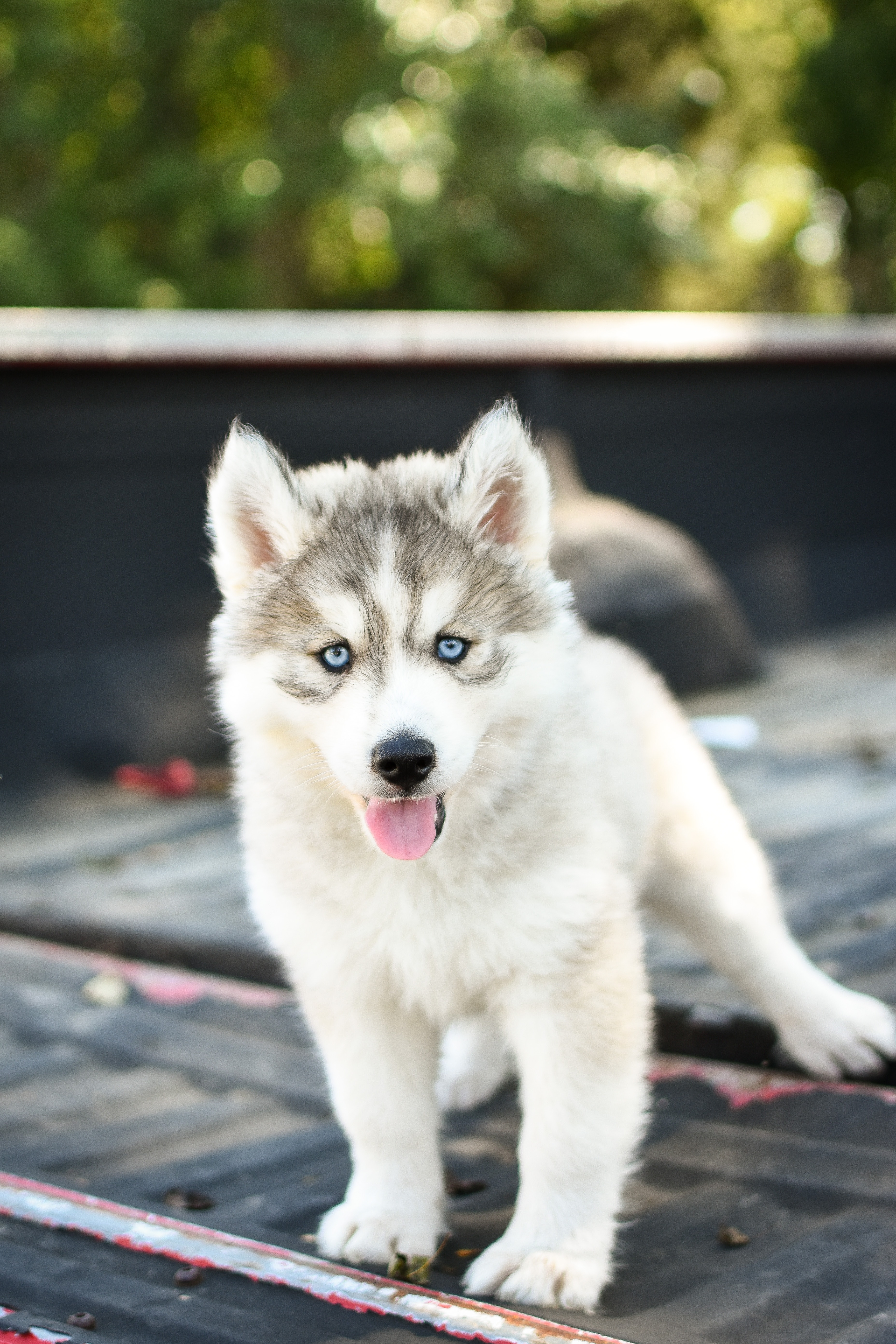Siberian Husky