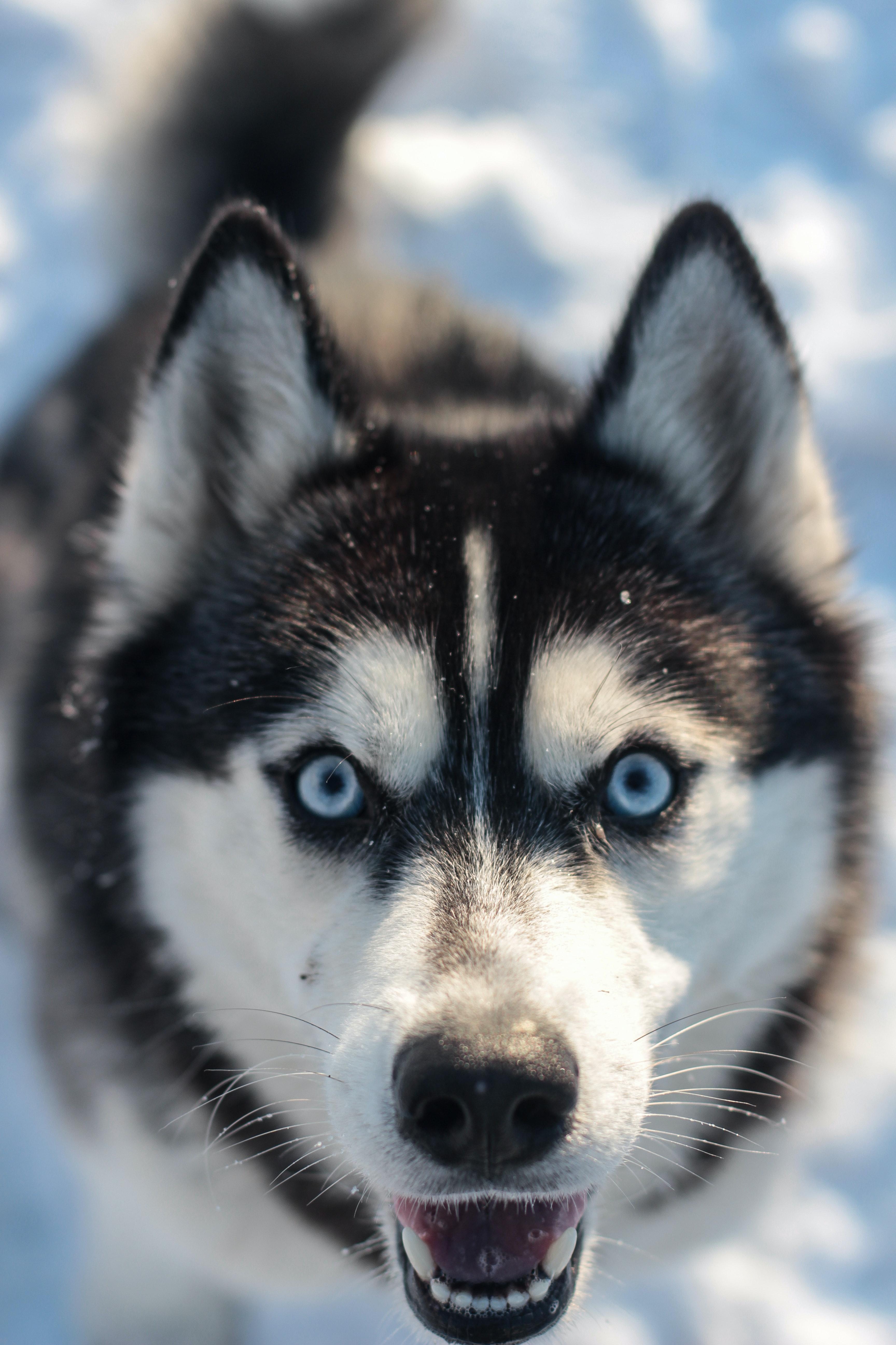 Alaskan Husky