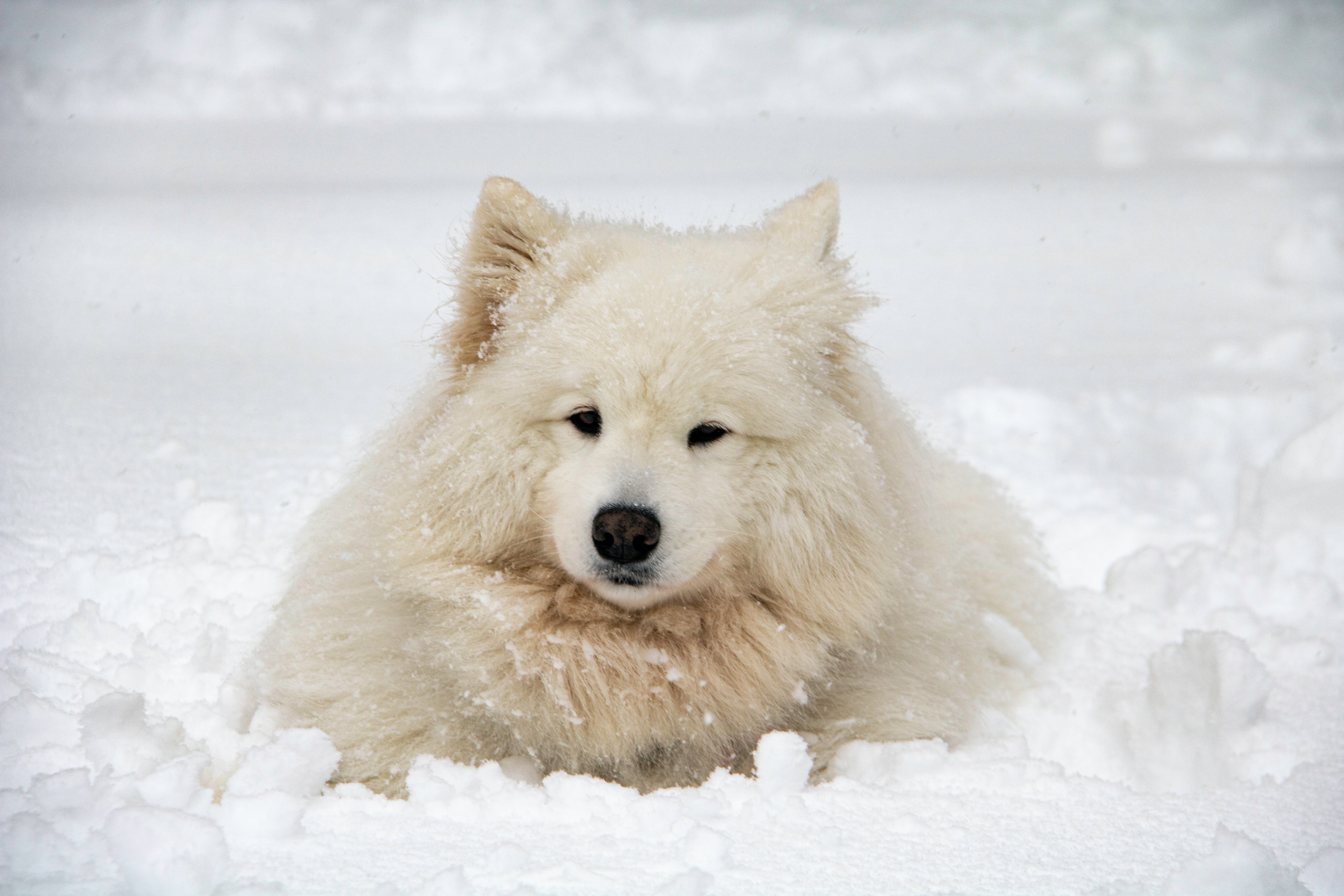 Samoyed
